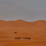 pexels-flaviophotart-26925634